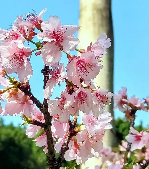 2025 雙北平地賞櫻系列第七拍---國父紀念館八重櫻與山櫻花(Prunus campanulata Maxim and Taiwan Cherry at Dr. Sun Yat-Sen Memorial Hall，by SJKen,  Feb  15, 2025)