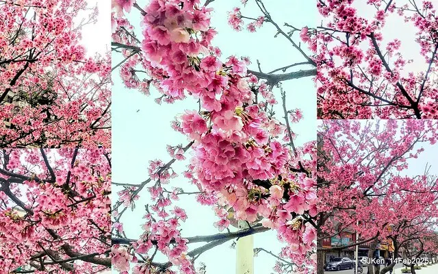 2025 雙北平地賞櫻系列第五拍 --- 北醫附設醫院櫻花(Cherryblossoms at Taipei Medical University Hospital), Taipei, Taiwan, SJKen, Feb 14, 2024.