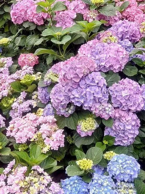 2025台北大安森林公園繡球花展(Hydrangeas exhibition at Da-An forest park), Taipei,  Taiwan, SJKen, Feb 20, 2025.