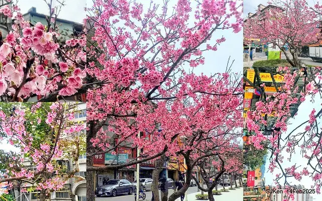 2025 雙北平地賞櫻系列第五拍 --- 北醫附設醫院櫻花(Cherryblossoms at Taipei Medical University Hospital), Taipei, Taiwan, SJKen, Feb 14, 2024.