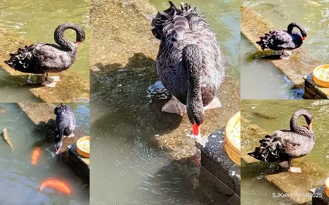 台北榮總忘憂湖水鳥與游魚(Waterbirds and fish at the lake of Taipei Veterans General Hospital)，Taipie, Taiwan, SJKen, Feb 11, 2025.