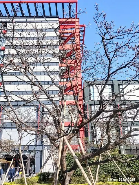 「華新麗華花旗銀行大樓」周邊櫻花林 (Cherry blossoms around the Walsin Xinyi Building), Taipei, Taiwan, SJKen , Jan 30, 2025
