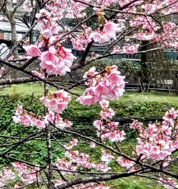 2025雙北平地賞櫻第四拍( --- 汐止文化櫻花季康誥溪櫻花大道(Cherry Blossoms at the creekside of Kangau creek), Hsingi district, Hsinpei city, SJKen, Jan 31, 2025.