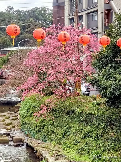 2025雙北平地賞櫻第四拍( --- 汐止文化櫻花季康誥溪櫻花大道(Cherry Blossoms at the creekside of Kangau creek), Hsingi district, Hsinpei city, SJKen, Jan 31, 2025.