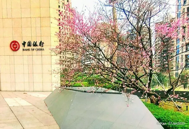 中國銀行台北分行左側櫻花林(Cherry Blossom at Taipei bank branck, China Bank, Taipei, Taiwan, SJKen , Jan 27, 2025