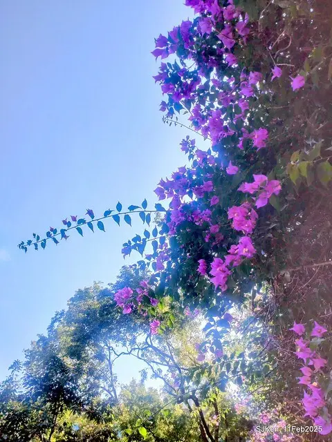 台北榮總忘憂湖水鳥與游魚(Waterbirds and fish at the lake of Taipei Veterans General Hospital)，Taipie, Taiwan, SJKen, Feb 11, 2025.