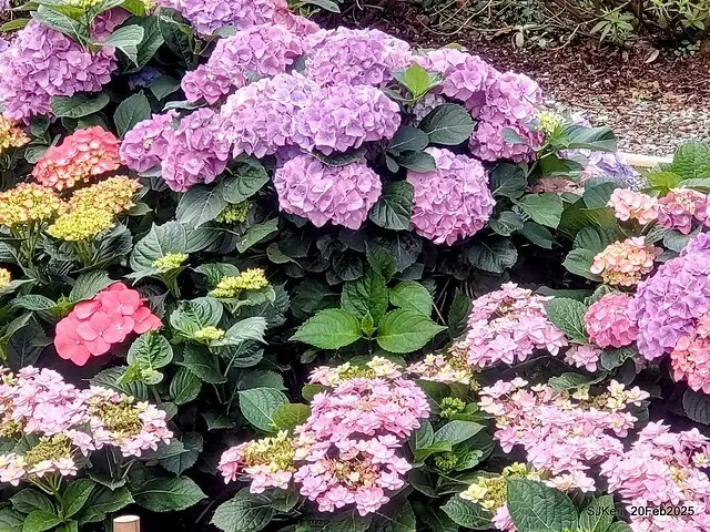 2025台北大安森林公園繡球花展(Hydrangeas exhibition at Da-An forest park), Taipei,  Taiwan, SJKen, Feb 20, 2025.