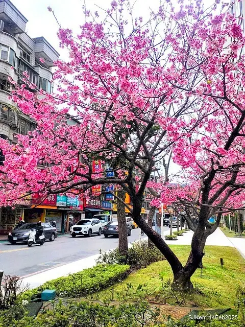 2025 雙北平地賞櫻系列第五拍 --- 北醫附設醫院櫻花(Cherryblossoms at Taipei Medical University Hospital), Taipei, Taiwan, SJKen, Feb 14, 2024.