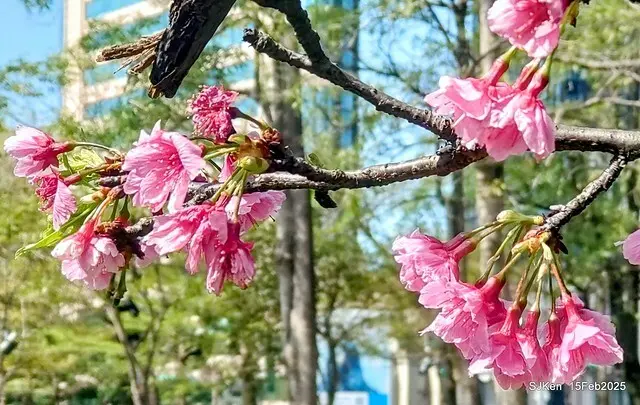 (2025 雙北平地賞櫻系列第六拍)「台北市政府北大門旁賞櫻」(Cherry Blossoms at north door of Taipei City Hall , Feb 15, 2025.
