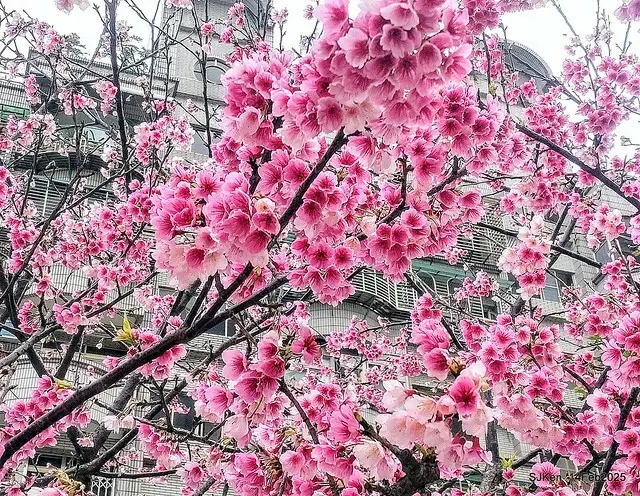 2025 雙北平地賞櫻系列第五拍 --- 北醫附設醫院櫻花(Cherryblossoms at Taipei Medical University Hospital), Taipei, Taiwan, SJKen, Feb 14, 2024.
