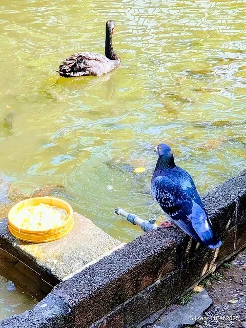台北榮總忘憂湖水鳥與游魚(Waterbirds and fish at the lake of Taipei Veterans General Hospital)，Taipie, Taiwan, SJKen, Feb 11, 2025.