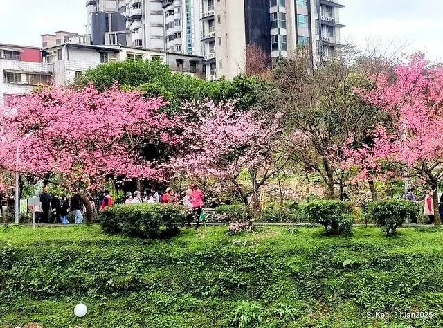 2025雙北平地賞櫻第四拍( --- 汐止文化櫻花季康誥溪櫻花大道(Cherry Blossoms at the creekside of Kangau creek), Hsingi district, Hsinpei city, SJKen, Jan 31, 2025.