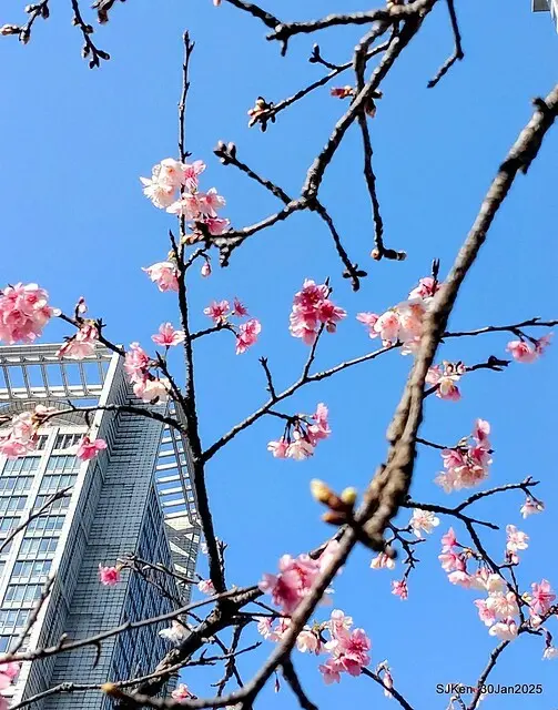 「華新麗華花旗銀行大樓」周邊櫻花林 (Cherry blossoms around the Walsin Xinyi Building), Taipei, Taiwan, SJKen , Jan 30, 2025