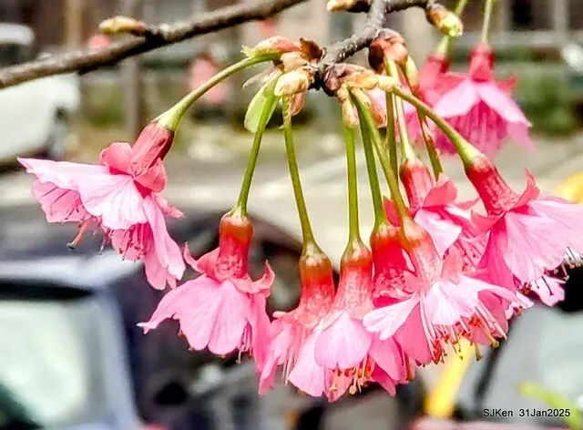 2025雙北平地賞櫻第四拍( --- 汐止文化櫻花季康誥溪櫻花大道(Cherry Blossoms at the creekside of Kangau creek), Hsingi district, Hsinpei city, SJKen, Jan 31, 2025.