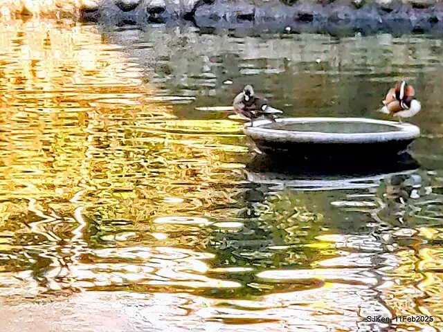 台北榮總忘憂湖水鳥與游魚(Waterbirds and fish at the lake of Taipei Veterans General Hospital)，Taipie, Taiwan, SJKen, Feb 11, 2025.