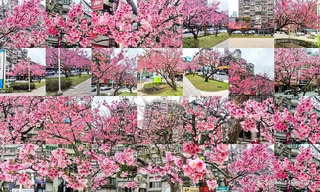2025 雙北平地賞櫻系列第五拍 --- 北醫附設醫院櫻花(Cherryblossoms at Taipei Medical University Hospital), Taipei, Taiwan, SJKen, Feb 14, 2024.