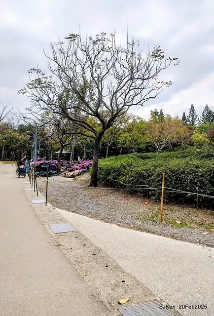 2025台北大安森林公園繡球花展(Hydrangeas exhibition at Da-An forest park), Taipei,  Taiwan, SJKen, Feb 20, 2025.