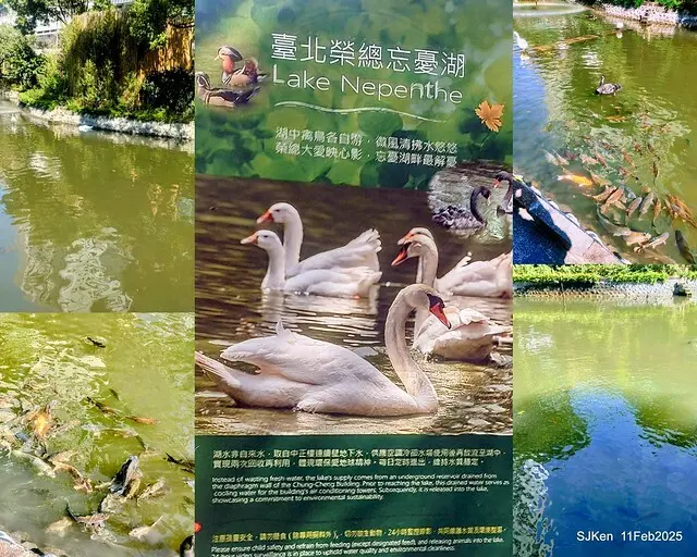 台北榮總忘憂湖水鳥與游魚(Waterbirds and fish at the lake of Taipei Veterans General Hospital)，Taipie, Taiwan, SJKen, Feb 11, 2025.