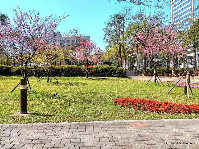 (2025 雙北平地賞櫻系列第六拍)「台北市政府北大門旁賞櫻」(Cherry Blossoms at north door of Taipei City Hall , Feb 15, 2025.