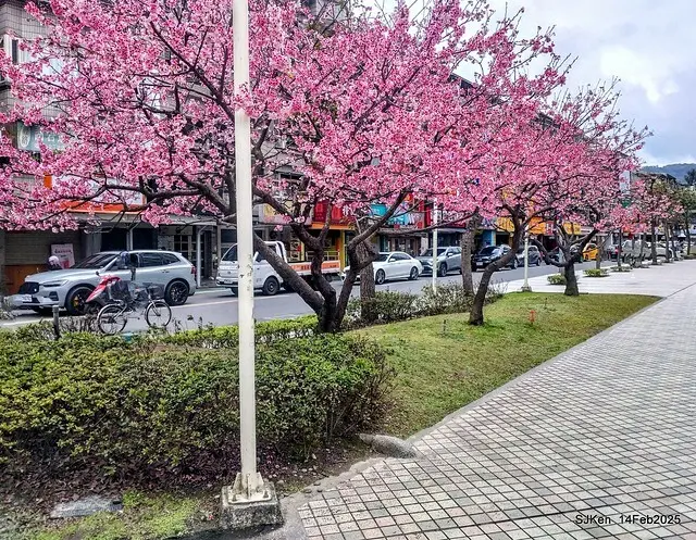 2025 雙北平地賞櫻系列第五拍 --- 北醫附設醫院櫻花(Cherryblossoms at Taipei Medical University Hospital), Taipei, Taiwan, SJKen, Feb 14, 2024.
