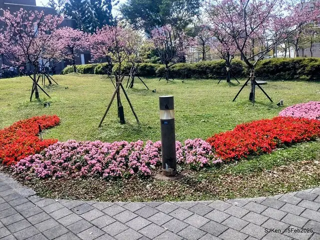 (2025 雙北平地賞櫻系列第六拍)「台北市政府北大門旁賞櫻」(Cherry Blossoms at north door of Taipei City Hall , Feb 15, 2025.