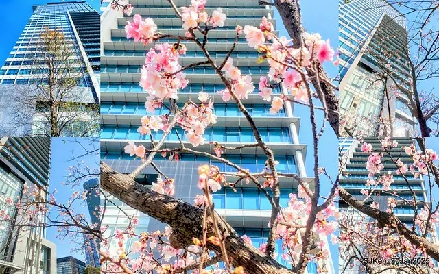「華新麗華花旗銀行大樓」周邊櫻花林 (Cherry blossoms around the Walsin Xinyi Building), Taipei, Taiwan, SJKen , Jan 30, 2025