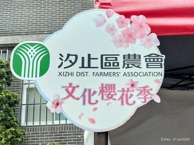 2025雙北平地賞櫻第四拍( --- 汐止文化櫻花季康誥溪櫻花大道(Cherry Blossoms at the creekside of Kangau creek), Hsingi district, Hsinpei city, SJKen, Jan 31, 2025.