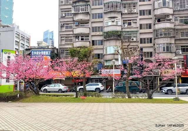 2025 雙北平地賞櫻系列第五拍 --- 北醫附設醫院櫻花(Cherryblossoms at Taipei Medical University Hospital), Taipei, Taiwan, SJKen, Feb 14, 2024.