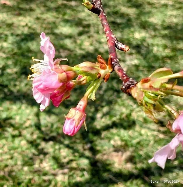 2025 雙北平地賞櫻系列第七拍---國父紀念館八重櫻與山櫻花(Prunus campanulata Maxim and Taiwan Cherry at Dr. Sun Yat-Sen Memorial Hall，by SJKen,  Feb  15, 2025)