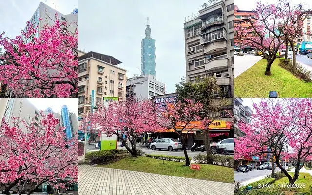 2025 雙北平地賞櫻系列第五拍 --- 北醫附設醫院櫻花(Cherryblossoms at Taipei Medical University Hospital), Taipei, Taiwan, SJKen, Feb 14, 2024.