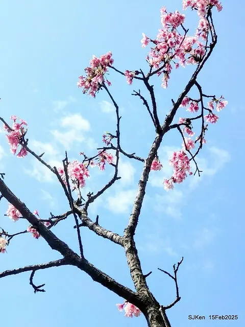 (2025 雙北平地賞櫻系列第六拍)「台北市政府北大門旁賞櫻」(Cherry Blossoms at north door of Taipei City Hall , Feb 15, 2025.