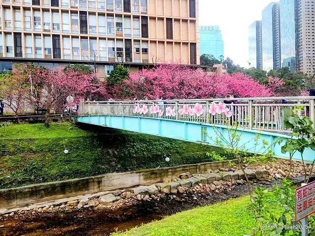2025雙北平地賞櫻第四拍( --- 汐止文化櫻花季康誥溪櫻花大道(Cherry Blossoms at the creekside of Kangau creek), Hsingi district, Hsinpei city, SJKen, Jan 31, 2025.