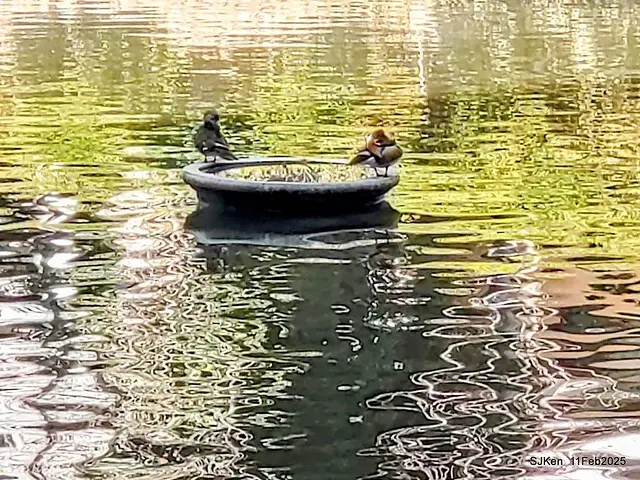 台北榮總忘憂湖水鳥與游魚(Waterbirds and fish at the lake of Taipei Veterans General Hospital)，Taipie, Taiwan, SJKen, Feb 11, 2025.