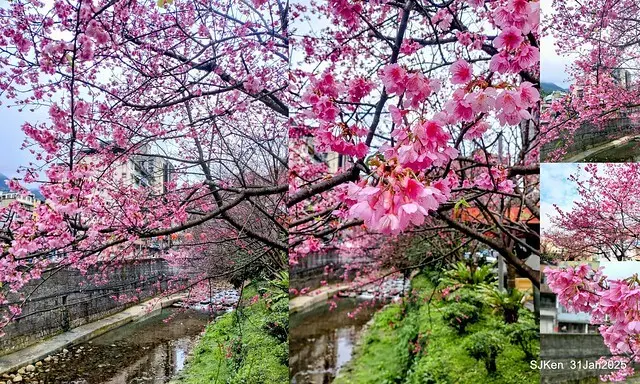2025雙北平地賞櫻第四拍( --- 汐止文化櫻花季康誥溪櫻花大道(Cherry Blossoms at the creekside of Kangau creek), Hsingi district, Hsinpei city, SJKen, Jan 31, 2025.