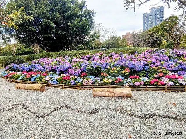 2025台北大安森林公園繡球花展(Hydrangeas exhibition at Da-An forest park), Taipei,  Taiwan, SJKen, Feb 20, 2025.