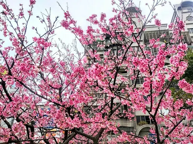 2025 雙北平地賞櫻系列第五拍 --- 北醫附設醫院櫻花(Cherryblossoms at Taipei Medical University Hospital), Taipei, Taiwan, SJKen, Feb 14, 2024.