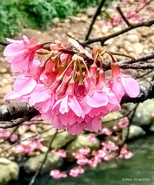2025雙北平地賞櫻第四拍( --- 汐止文化櫻花季康誥溪櫻花大道(Cherry Blossoms at the creekside of Kangau creek), Hsingi district, Hsinpei city, SJKen, Jan 31, 2025.