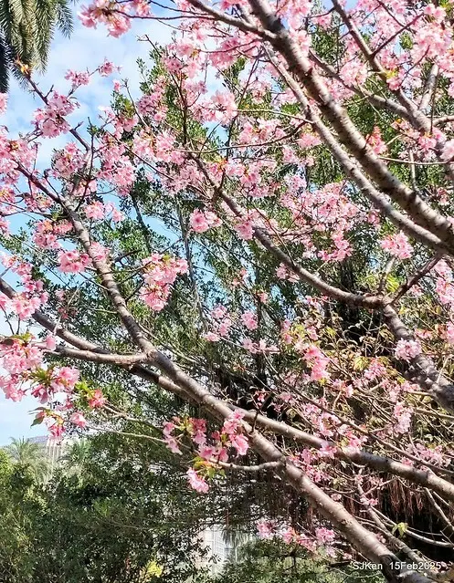 2025 雙北平地賞櫻系列第七拍---國父紀念館八重櫻與山櫻花(Prunus campanulata Maxim and Taiwan Cherry at Dr. Sun Yat-Sen Memorial Hall，by SJKen,  Feb  15, 2025)