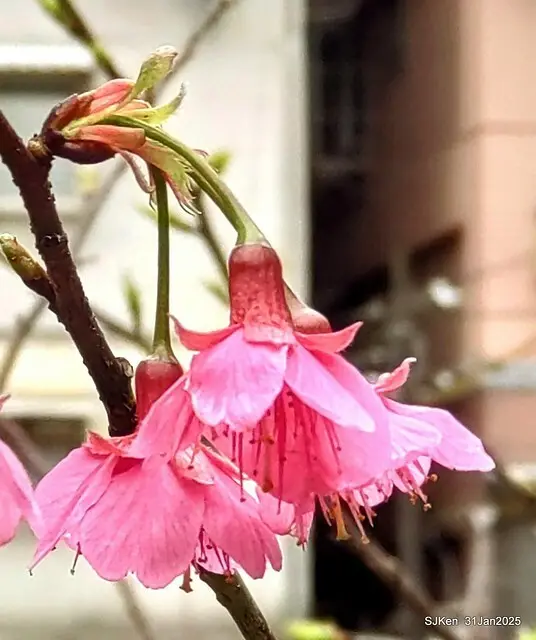 2025雙北平地賞櫻第四拍( --- 汐止文化櫻花季康誥溪櫻花大道(Cherry Blossoms at the creekside of Kangau creek), Hsingi district, Hsinpei city, SJKen, Jan 31, 2025.