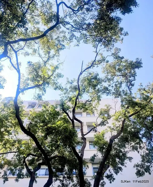 台北榮總忘憂湖水鳥與游魚(Waterbirds and fish at the lake of Taipei Veterans General Hospital)，Taipie, Taiwan, SJKen, Feb 11, 2025.
