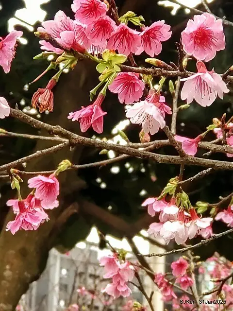2025雙北平地賞櫻第四拍( --- 汐止文化櫻花季康誥溪櫻花大道(Cherry Blossoms at the creekside of Kangau creek), Hsingi district, Hsinpei city, SJKen, Jan 31, 2025.