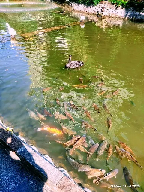 台北榮總忘憂湖水鳥與游魚(Waterbirds and fish at the lake of Taipei Veterans General Hospital)，Taipie, Taiwan, SJKen, Feb 11, 2025.