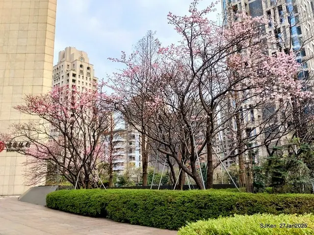 中國銀行台北分行左側櫻花林(Cherry Blossom at Taipei bank branck, China Bank, Taipei, Taiwan, SJKen , Jan 27, 2025
