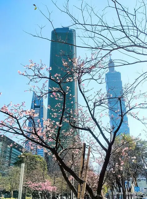 「華新麗華花旗銀行大樓」周邊櫻花林 (Cherry blossoms around the Walsin Xinyi Building), Taipei, Taiwan, SJKen , Jan 30, 2025