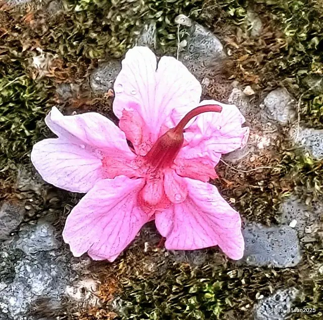 2025雙北平地賞櫻第四拍( --- 汐止文化櫻花季康誥溪櫻花大道(Cherry Blossoms at the creekside of Kangau creek), Hsingi district, Hsinpei city, SJKen, Jan 31, 2025.
