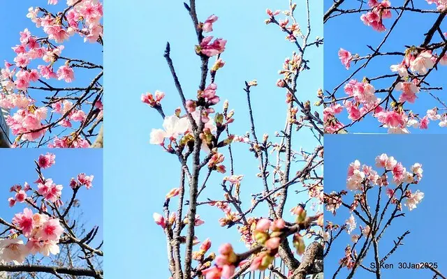 「華新麗華花旗銀行大樓」周邊櫻花林 (Cherry blossoms around the Walsin Xinyi Building), Taipei, Taiwan, SJKen , Jan 30, 2025