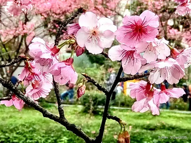 2025雙北平地賞櫻第四拍( --- 汐止文化櫻花季康誥溪櫻花大道(Cherry Blossoms at the creekside of Kangau creek), Hsingi district, Hsinpei city, SJKen, Jan 31, 2025.