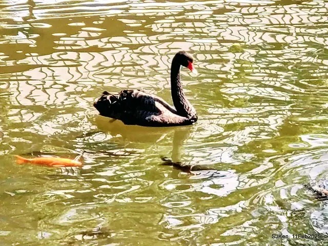 台北榮總忘憂湖水鳥與游魚(Waterbirds and fish at the lake of Taipei Veterans General Hospital)，Taipie, Taiwan, SJKen, Feb 11, 2025.