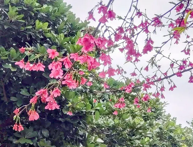 2025雙北平地賞櫻第四拍( --- 汐止文化櫻花季康誥溪櫻花大道(Cherry Blossoms at the creekside of Kangau creek), Hsingi district, Hsinpei city, SJKen, Jan 31, 2025.