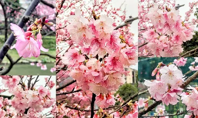 2025雙北平地賞櫻第四拍( --- 汐止文化櫻花季康誥溪櫻花大道(Cherry Blossoms at the creekside of Kangau creek), Hsingi district, Hsinpei city, SJKen, Jan 31, 2025.